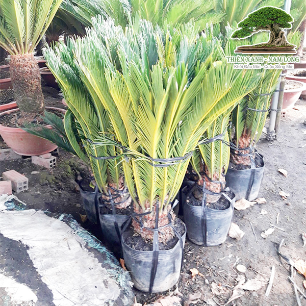 Cung cấp cây xanh